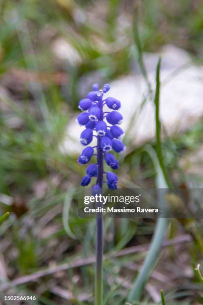 grape hyacinth wildflower - muscari botryoides - muscari botryoides stock pictures, royalty-free photos & images