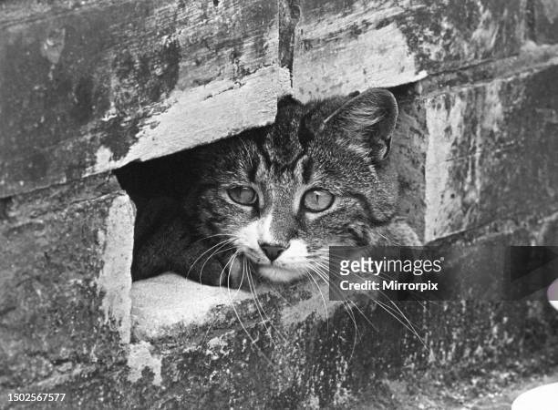 Cat hides in a wall. Circa 1970.