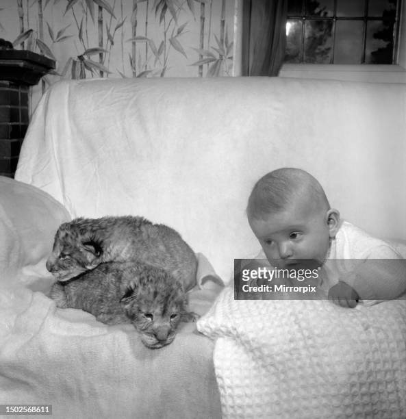 Hour-old Lion cubs Togo and Chad pictured with 4 month old baby Emma. December 1969.