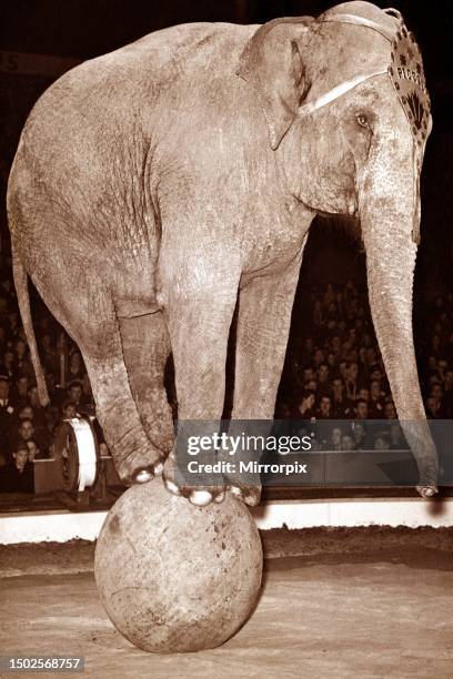 An elephant balances on a large ball as part of a circus act. July 1970.