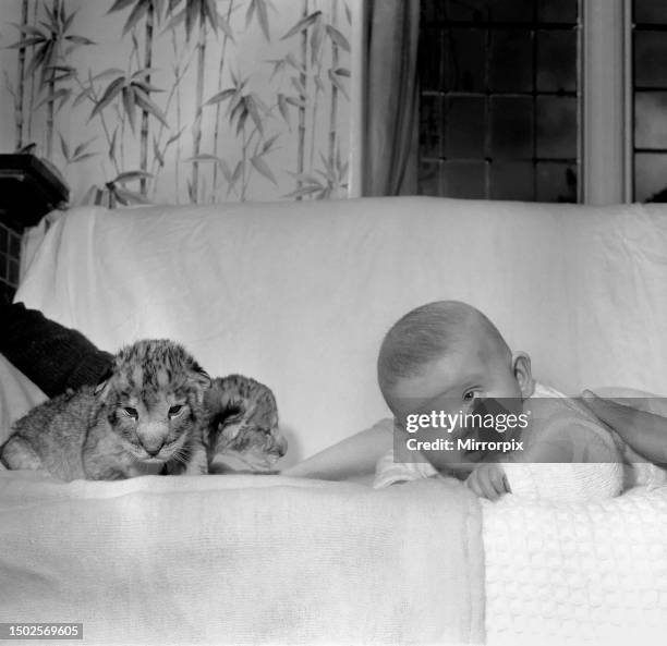 Hour-old Lion cubs Togo and Chad pictured with 4 month old baby Emma. December 1969.