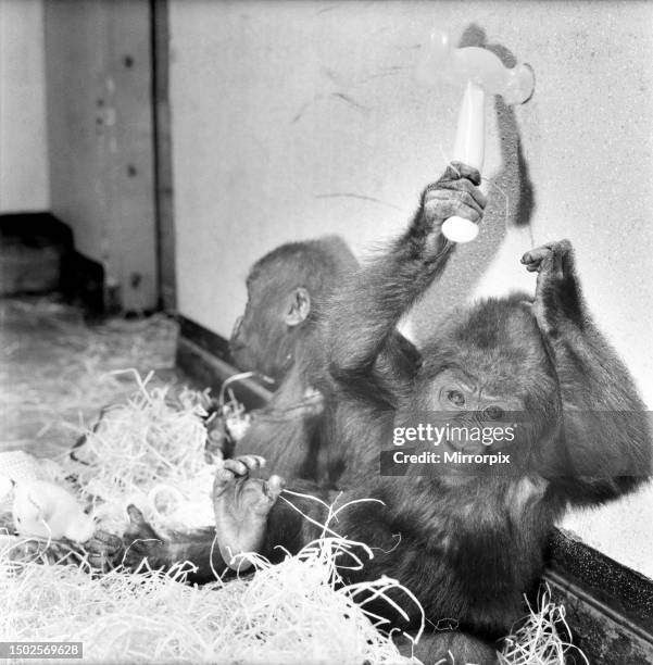 Chessington Zoo's infant gorillas, Bafia the male, and Kumba the female, are having their first Christmas at the Zoo. They both had a stocking with...