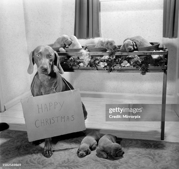 Lady Tarr, a two year old Wiemaraner bitch, owned by Mr. Alfred Tarr of Middlesex, has got eight 14-day old puppies. The Wiemaraner known as Grey...