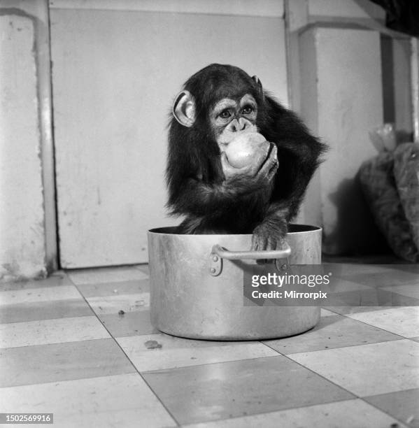 Freddie, a baby chimp, is making a real job of mixing the Christmas puddings-in and out of the mixing bowl is all part of the job to Freddie. The...