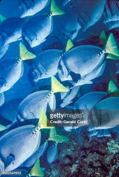 prionurus laticlavius è un pesce tropicale che vive nelle barriere coralline dell'oceano pacifico centro-orientale. è comunemente noto come pesce chirurgo rasoio o pesce chirurgo dalla coda gialla. hood island, parco nazionale delle isole galapagos - pesce chirurgo foto e immagini stock