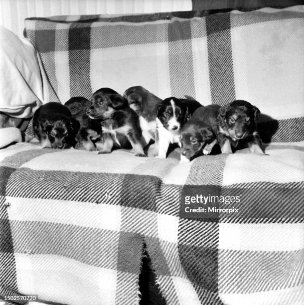 Introducing , Kilburn, Lambeth, Bromley, Motorway, Ridgeway, Fairlight, and Linton a litter of seven collie-labrador puppies. December 1969.
