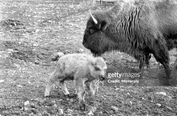 An American Bison calf born on 20th December, 1969 is on view in a paddock of the Old Cattle Sheds at London Zoo. He stands about 2' 6 high, is...