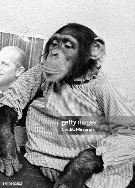 Monty the Chimpanzee at Dudley Zoo. November 1971.