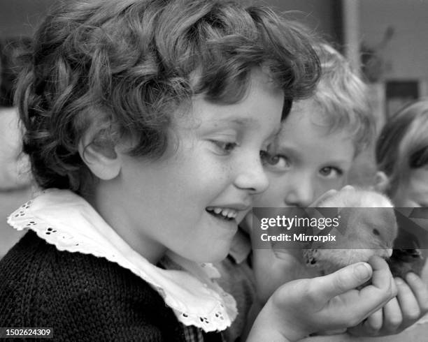 Elizabeth Griffin holding a fluffy chick which hatched in her classroom at Mount Nod Primary school, Coventry. 29th May 1971.