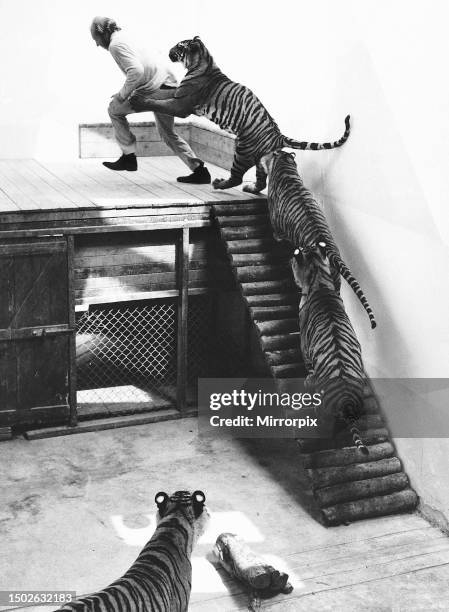 John Aspinall with Tigers at Howletts Zoo, July 1971.