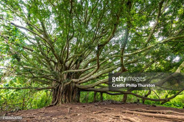 branches and hanging roots of giant banyan tree growing on famous pipiwai trail on maui - fig tree stock pictures, royalty-free photos & images
