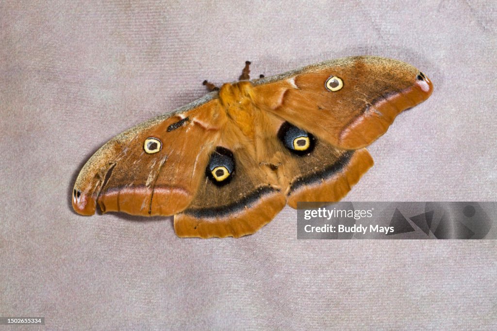 Cecropia Moth