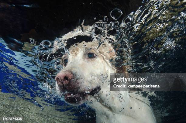 beautiful labrador retriever diving underwater - dog looking down stock pictures, royalty-free photos & images
