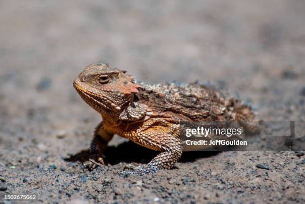 horned lizard - northern arizona v arizona stock pictures, royalty-free photos & images