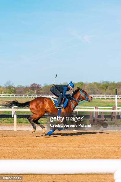 fantino che lancia un cavallo da corsa purosangue in una sessione di allenamento - cavallo da corsa foto e immagini stock
