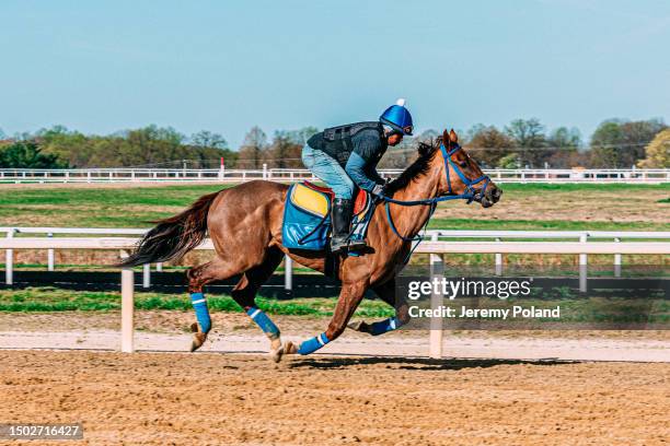 action shot of a jockey breezing a thoroughbred race horse on a sunny day - purebred stock pictures, royalty-free photos & images