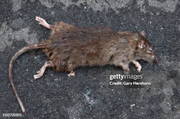 572 photos et images de Rat Mort - Getty Images