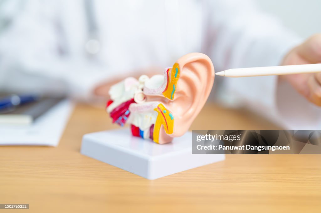 Doctor with human Ear anatomy model. Ear disease, Atresia, Otitis Media, Pertorated Eardrum, Meniere syndrome, otolaryngologist, Ageing Hearing Loss, Schwannoma and Health