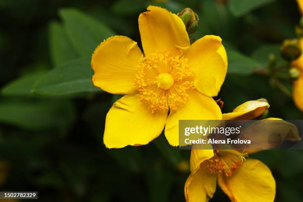 hypericum flower - johanniskraut stock-fotos und bilder