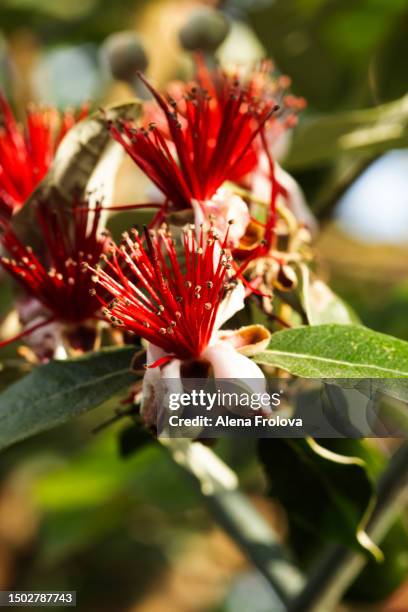 feijoa flower - true myrtle stock pictures, royalty-free photos & images