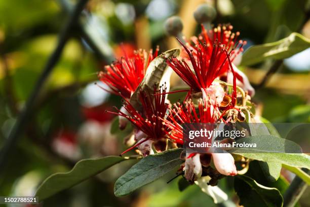 feijoa flower - true myrtle stock pictures, royalty-free photos & images