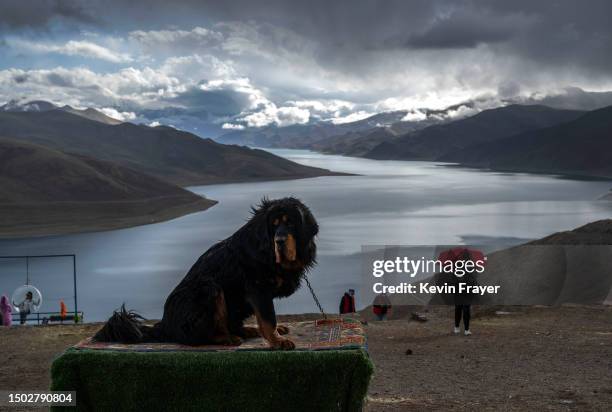 Tibetan mastiff waits for tourists to take photos next to Yamdrok Lake, one of three holy lakes in Tibet, on June 17 during a government organized...