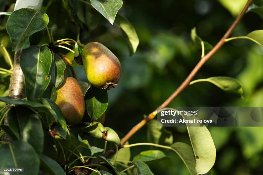 Pear fruits on the tree