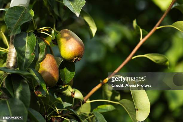 pear fruits on the tree - perenboom stockfoto's en -beelden