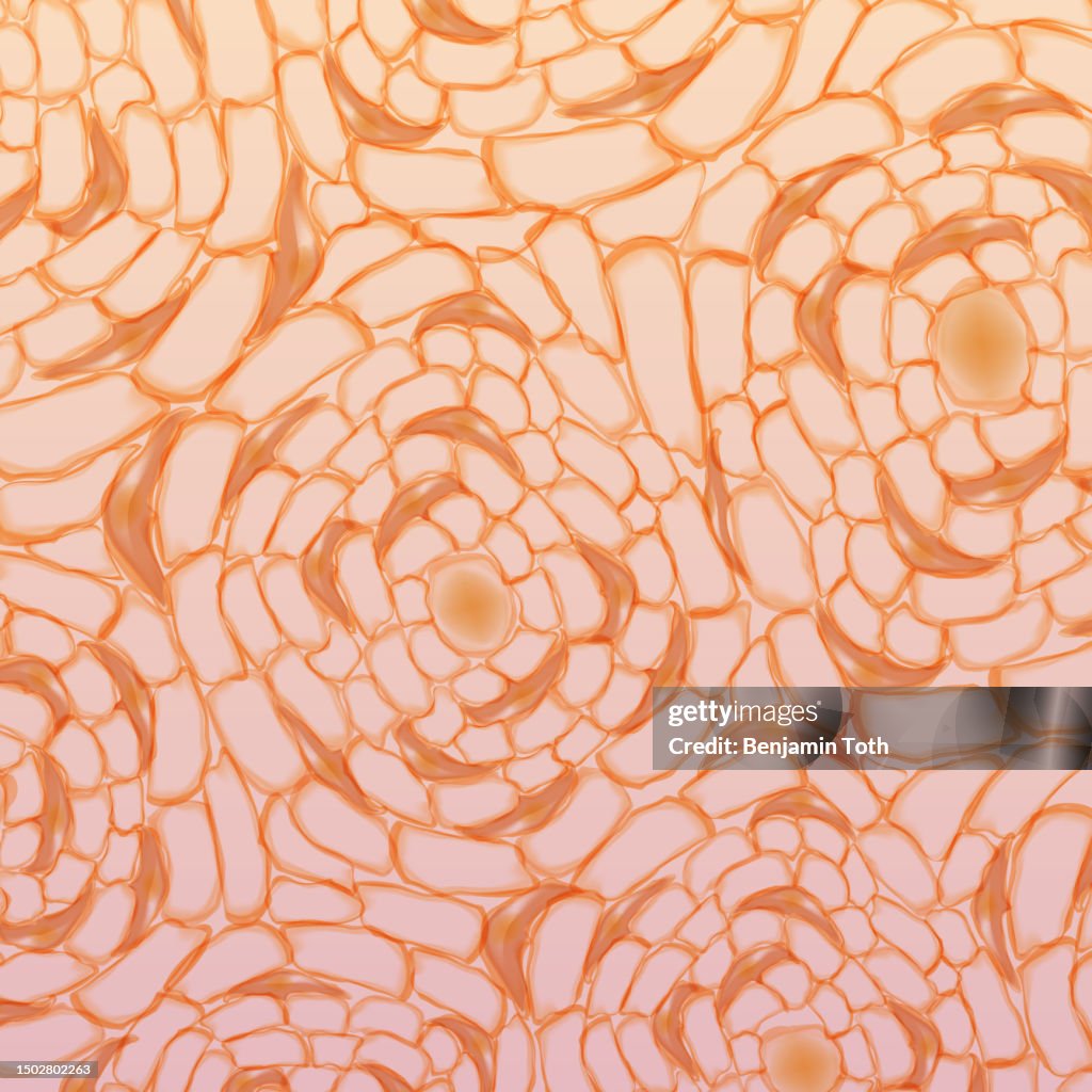 Human compact bone tissue,structure of bone tissue or Osseous tissue, osteon