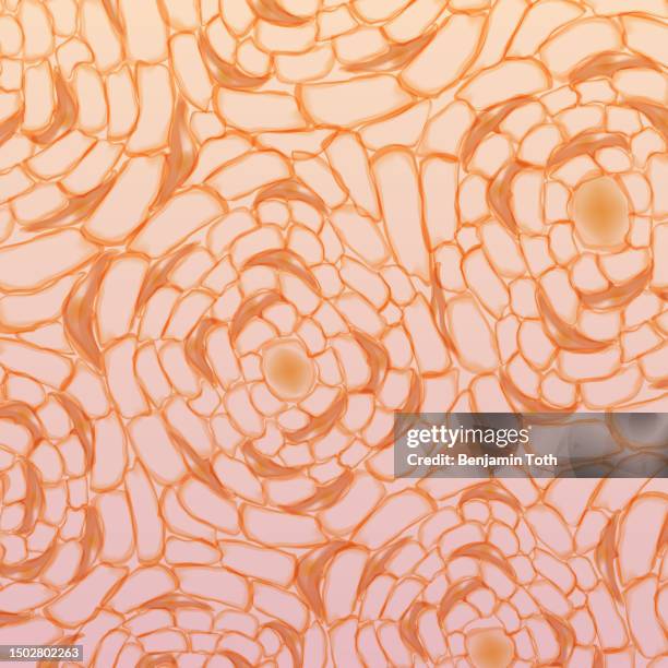 human compact bone tissue,structure of bone tissue or osseous tissue, osteon - histology stock illustrations