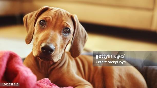 brauner hund, der in die kamera schaut, während er zu hause auf einem teppich sitzt - rhodesian ridgeback stock-fotos und bilder