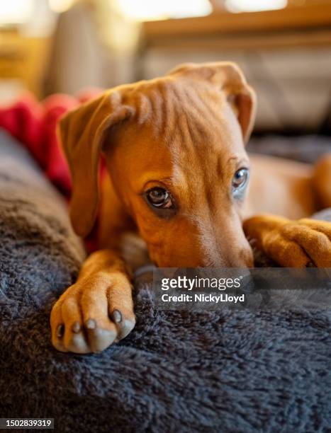 brauner hund sitzt zu hause auf teppich - rhodesian ridgeback stock-fotos und bilder