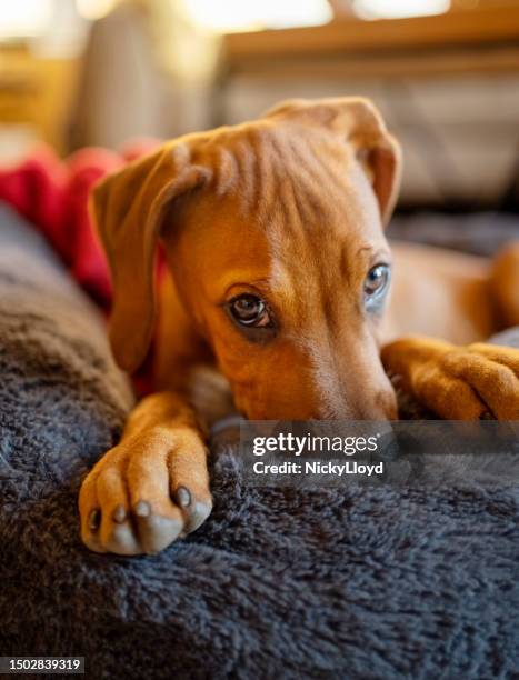 Rhodesian Ridgeback Streep Rug 237 Rhodesian Ridgeback Puppy Stock Photos, High-Res Pictures, and ...