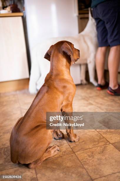 Sitting African Rhodesian Ridgeback 136 African Rhodesian Ridgeback Stock Photos, High-Res Pictures, and ...