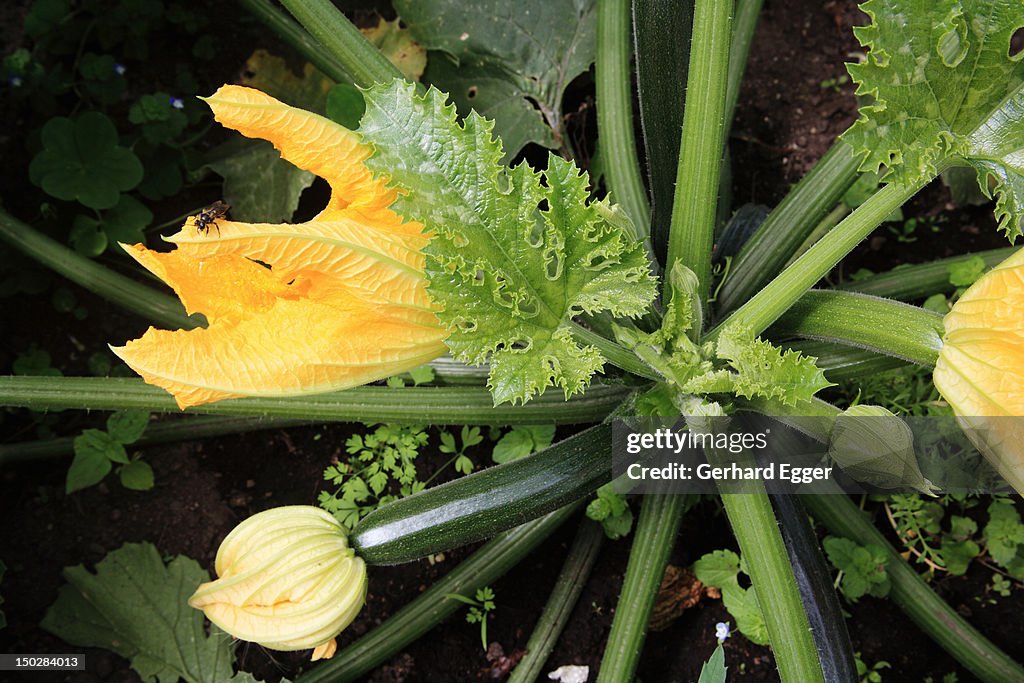 Zucchini