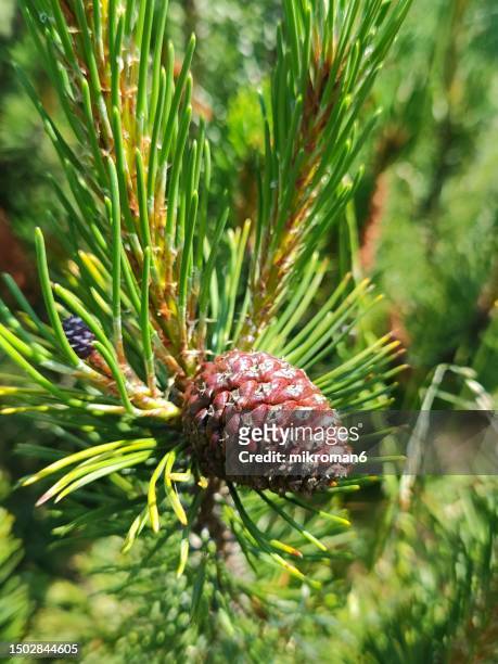 close-up of pine (pinus mugo) cone - a cone stock pictures, royalty-free photos & images