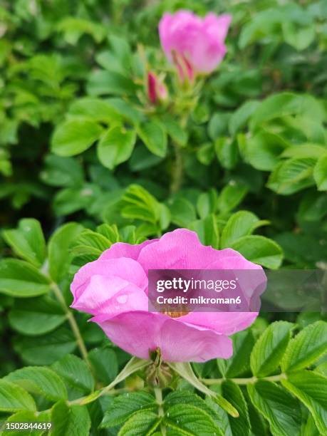 native pink wild rose - dozen roses stock pictures, royalty-free photos & images