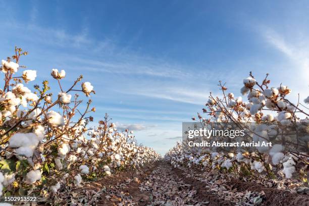 Cotton Rows Background 6,464 Cotton Feilds Stock Photos, High-Res Pictures, and Images - Getty ...