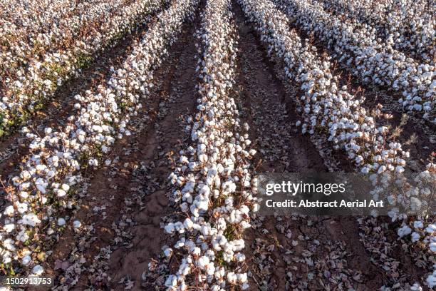 Cotton Rows Background 328 Cotton Field Rows Stock Photos, High-Res Pictures, and Images ...