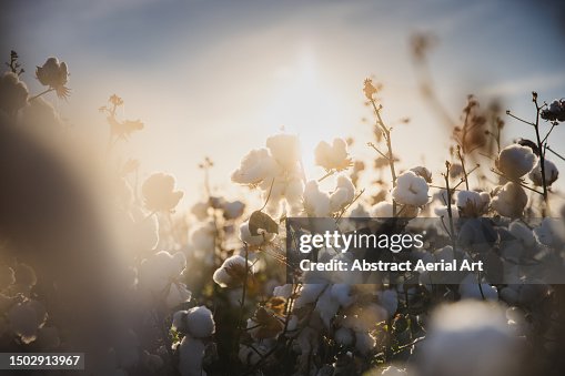 Cotton growing in a field on a sunny afternoon photographed from close up, Queensland, Australia