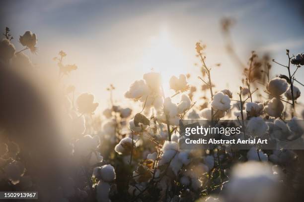 cotton growing in a field on a sunny afternoon photographed from close up, queensland, australia - cotton - fotografias e filmes do acervo