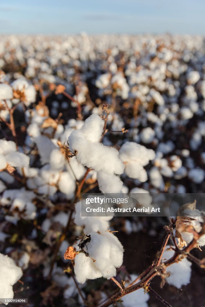 Cotton growing in a field photographed from a close up perspective, Queensland, Australia