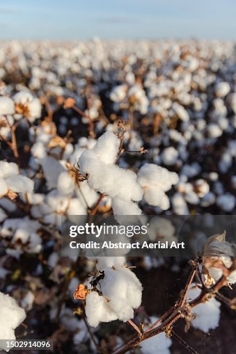 Cotton growing in a field photographed from a close up perspective, Queensland, Australia Cotton growing in a field photographed from a close up perspective, Queensland, Australia