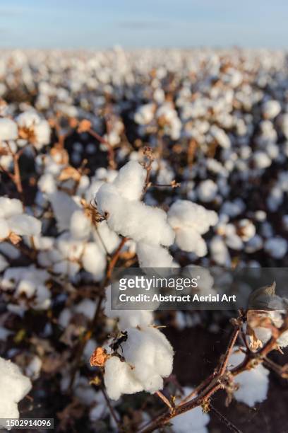 cotton growing in a field photographed from a close up perspective, queensland, australia - cotton stock pictures, royalty-free photos & images