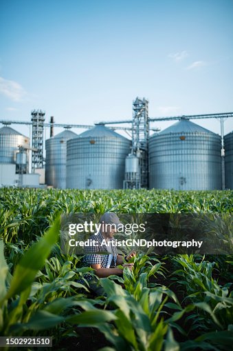 Mid adult male farmer checking strength of corn health in his field.