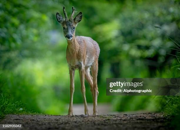 roe deer buck on a pathway through gosforth park nature reserve - sylva path stock pictures, royalty-free photos & images