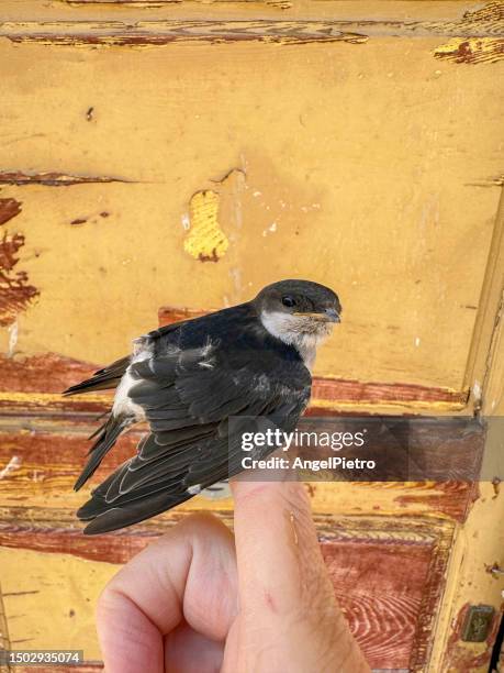 a little common house martin on a human finger. - avión - fotografias e filmes do acervo