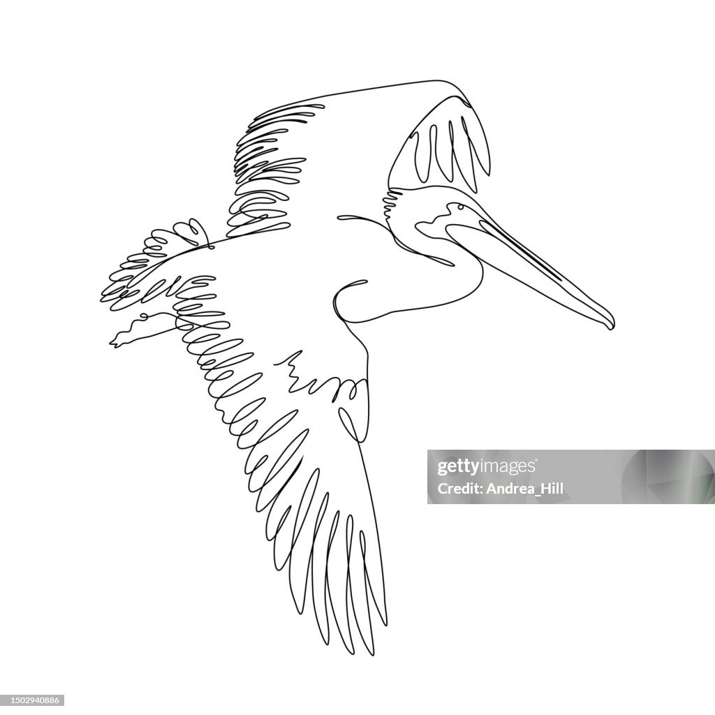 Pelican in Flight Continuous Line Drawing with Editable Stroke