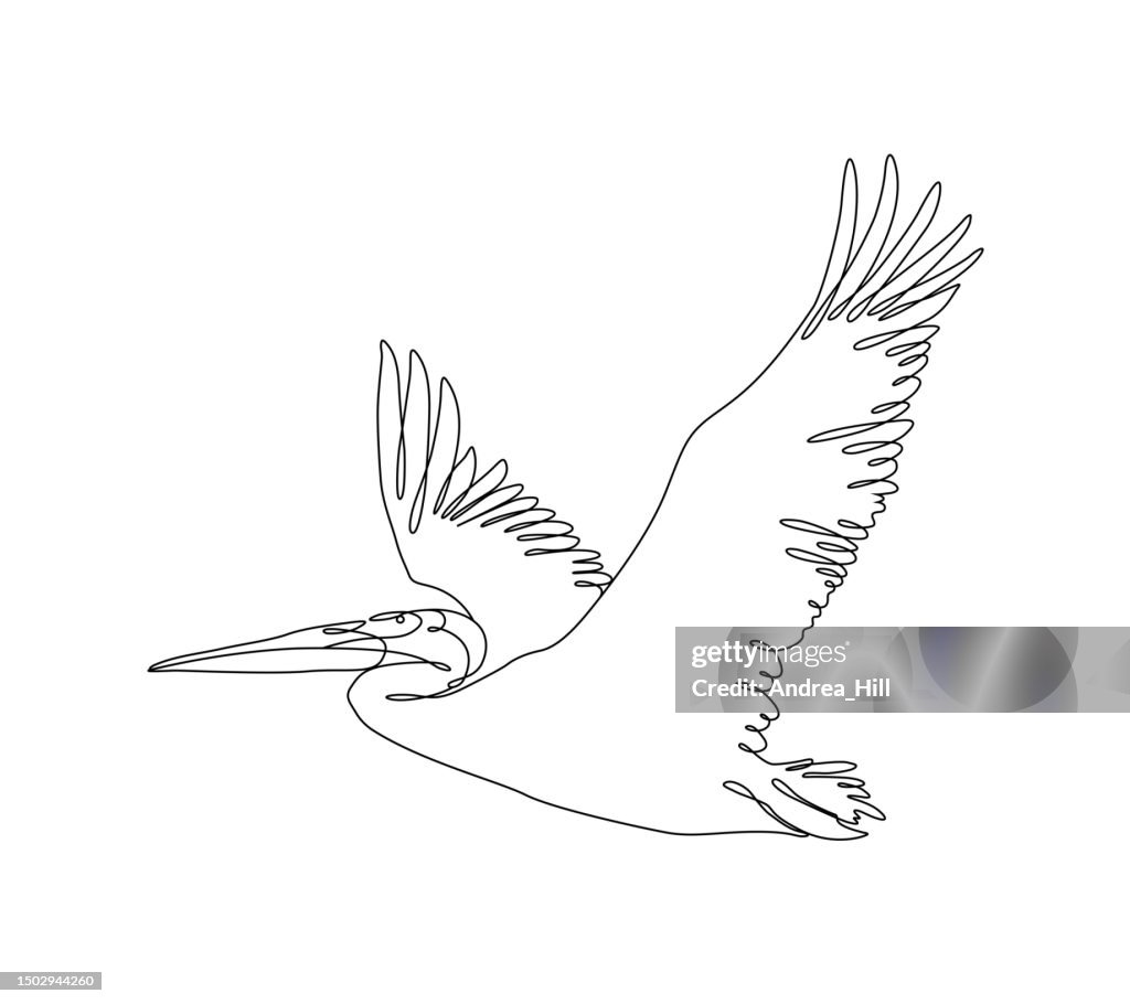 Flying Pelican Continuous Line Drawing with Editable Stroke