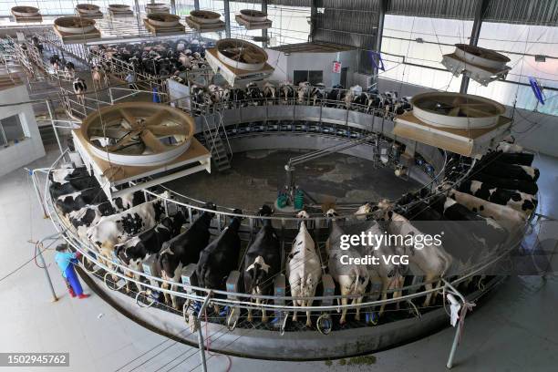 Cows are milked at a dairy farm on June 27, 2023 in Suqian, Jiangsu Province of China.